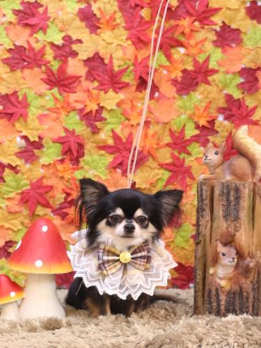 20241102アリューくん